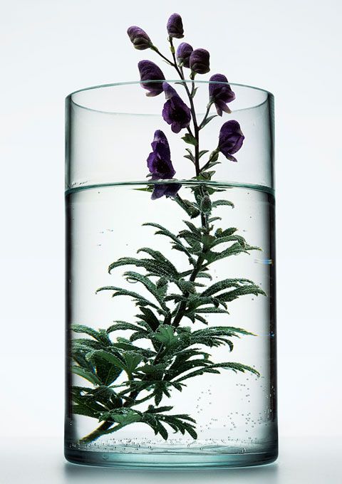 herbs in jar