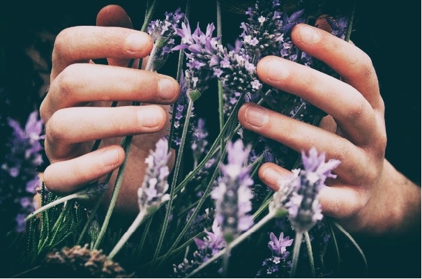hands with lavender